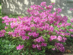 autumn amethyst encore azalea