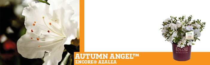 autumn-angel-encore-azalea
