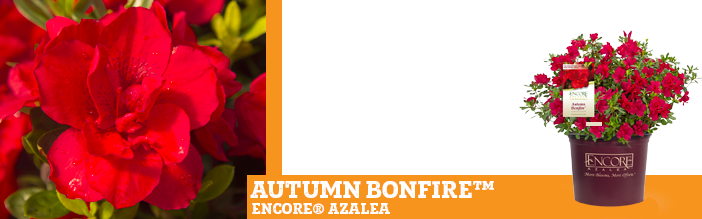 autumn-bonfire-azalea