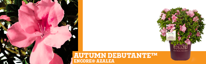 autumn-debutante-encore-azalea