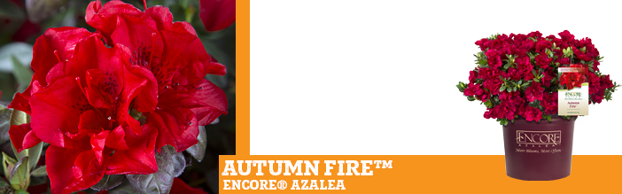 encore-azalea-autumn-fire 