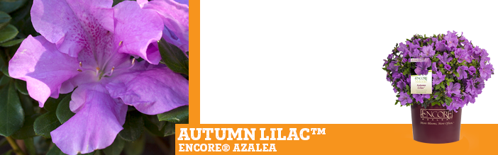 autumn-lilac-encore-azalea