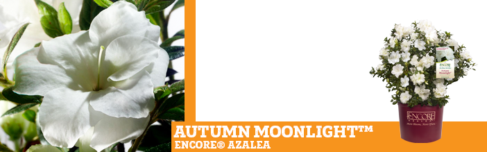 autumn-moonlight-encore-azalea