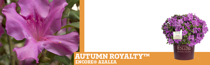 autumn-royalty-encore-azalea