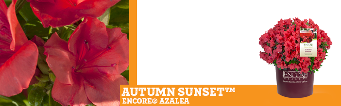 autumn-sunset-azalea