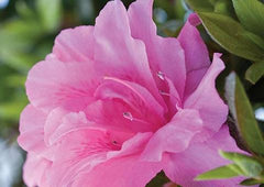 autumn carnation azalea