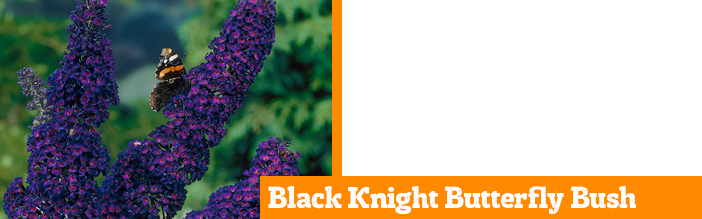 black-knight-butterfly-bush