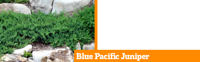 blue-pacific-juniper