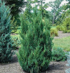 blue point juniper