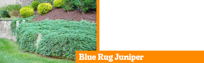 blue-rug-juniper