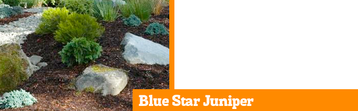 blue-star-juniper