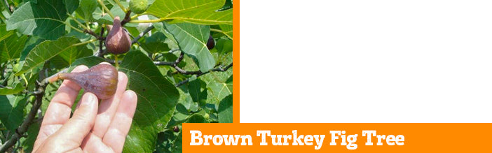 brown-turkey-fig-tree