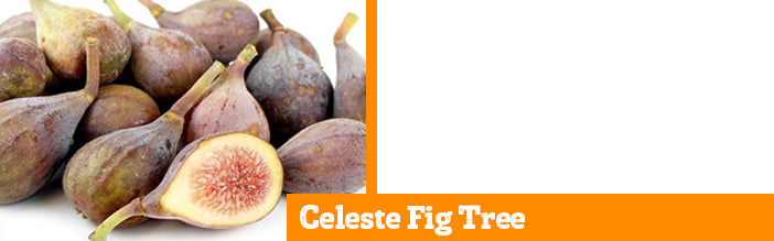 celeste-fig-tree