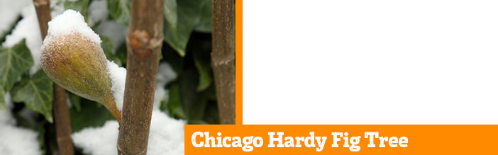 chicago-hardy-fig-tree