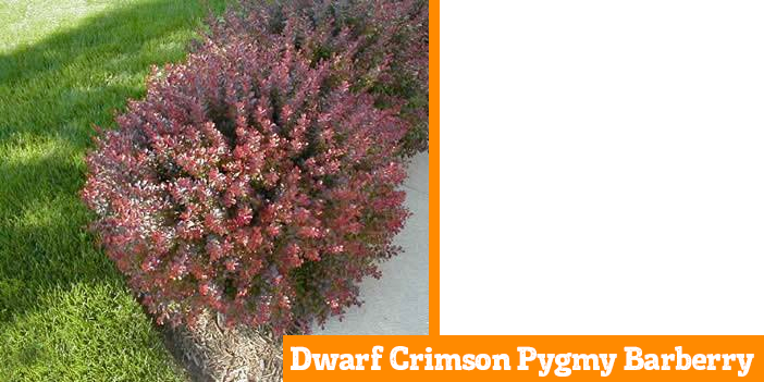 dwarf-crimson-pygmy-barberry