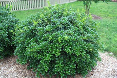 dwarf burford holly