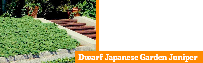 dwarf-japanese-garden-juniper