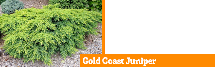gold-coast-juniper