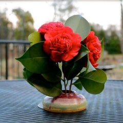 Greensboro Red Camellia