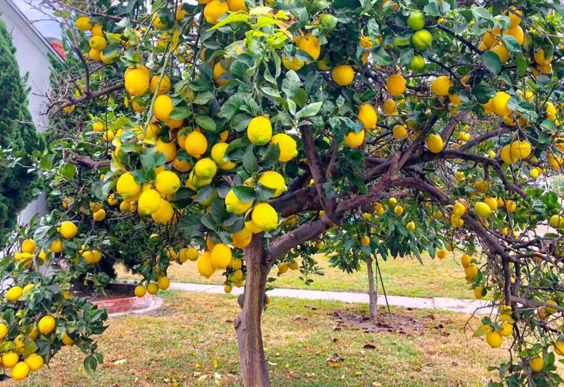 Meyer Lemon Tree Outdoors