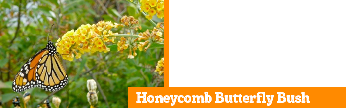 honeycomb-butterfly-bush