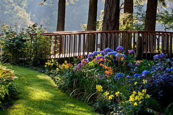 Hydrangeas in the South