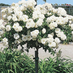 white rose tree