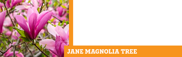 jane-magnolia