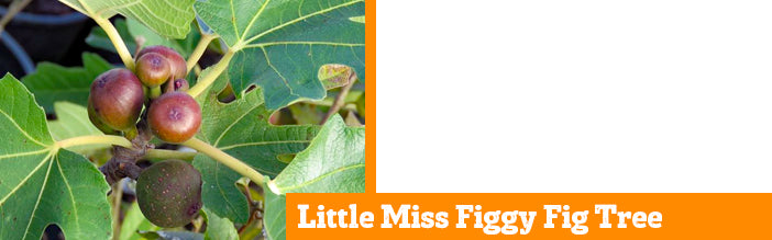 little-miss-figgy