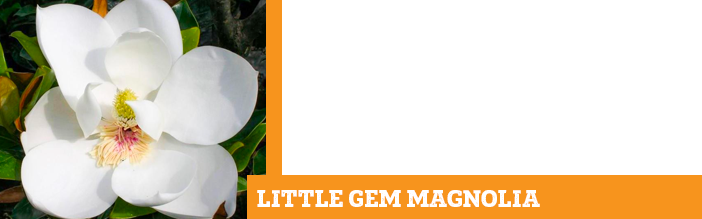 little-gem-magnolia
