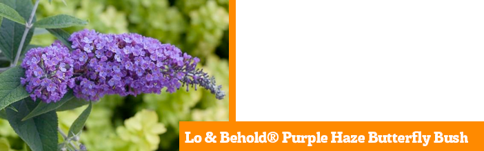 lo-and-behold-purple-haze-butterfly-bush