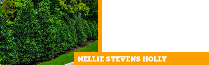 nellie-stevens-holly