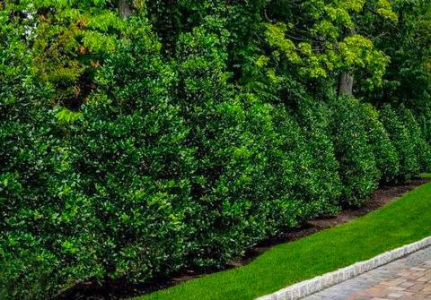 best evergreen trees for landscaping