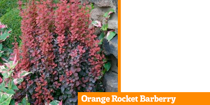 orange-rocket-barberry