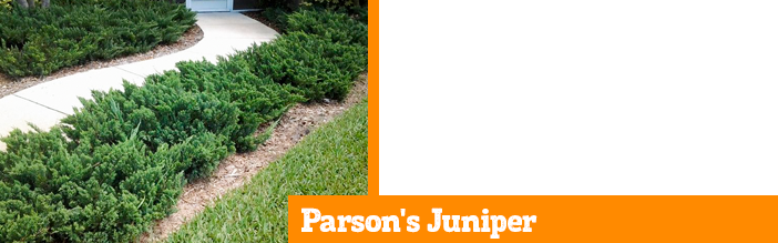 parsons-juniper