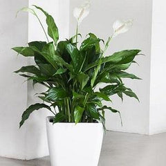 peace lily