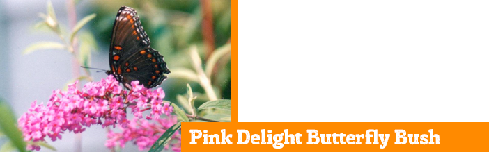 pink-delight-butterfly-bush