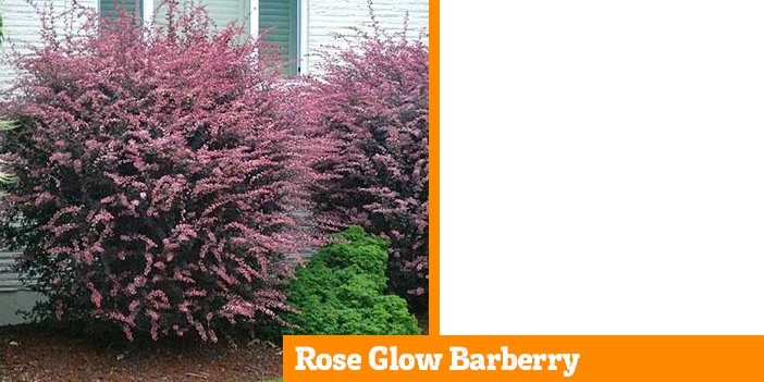 rose-glow-barberry
