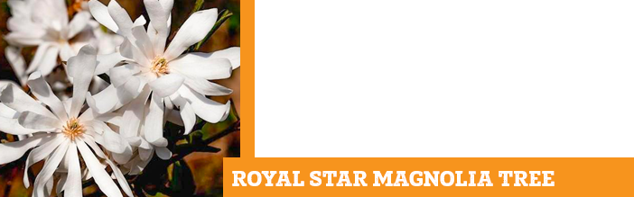 royal-star-magnolia