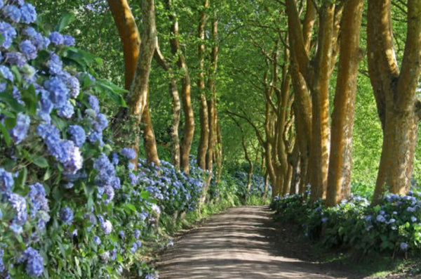 Hydrangeas for Part Shade