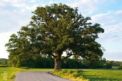 Shumard Oak