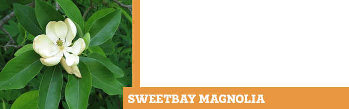 sweetbay-magnolia