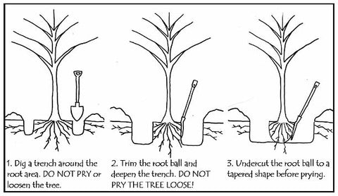 how to transplant trees and shrubs