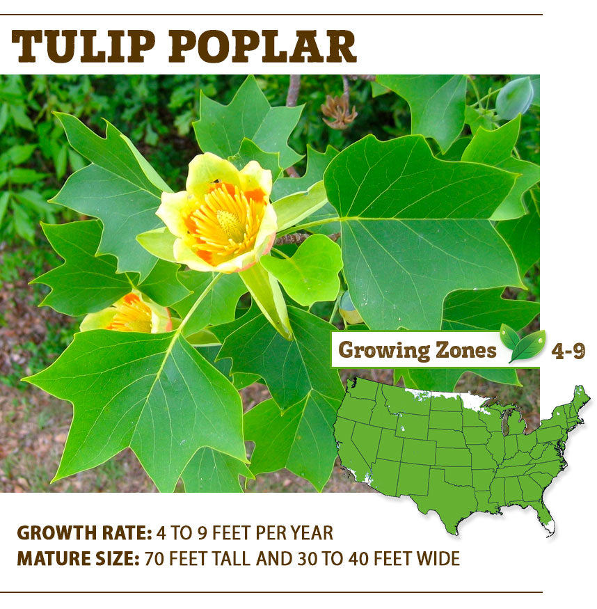 Tulip Poplar Tree