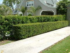 wavy leaf ligustrum