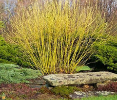 yellow twig dogwood