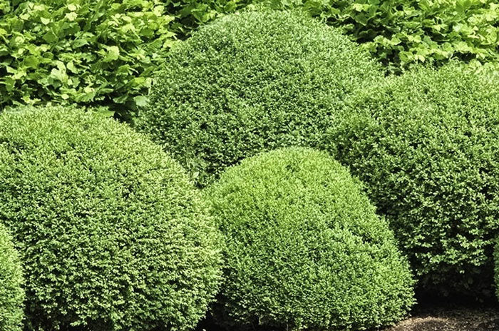 american boxwood