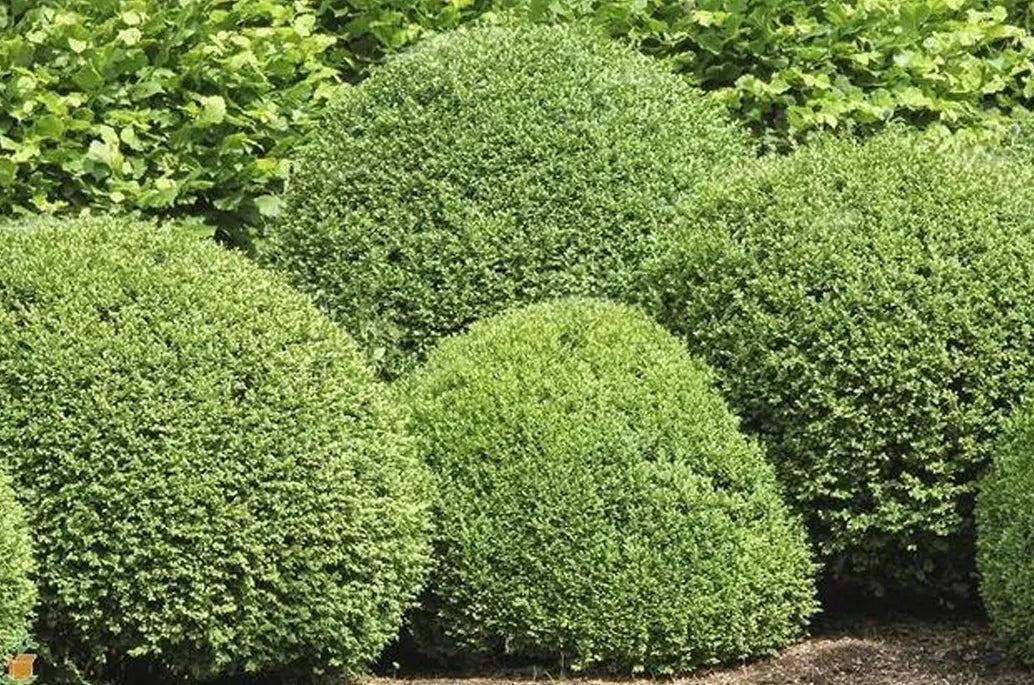 american boxwood