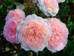 apricot drift rose