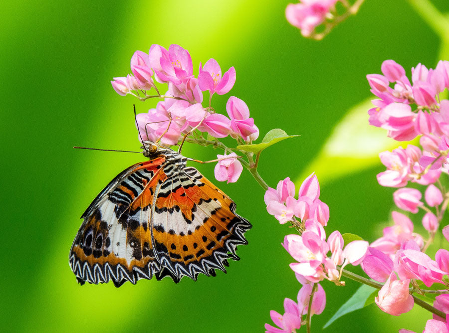 which flowering dwarf trees attract butterflies?